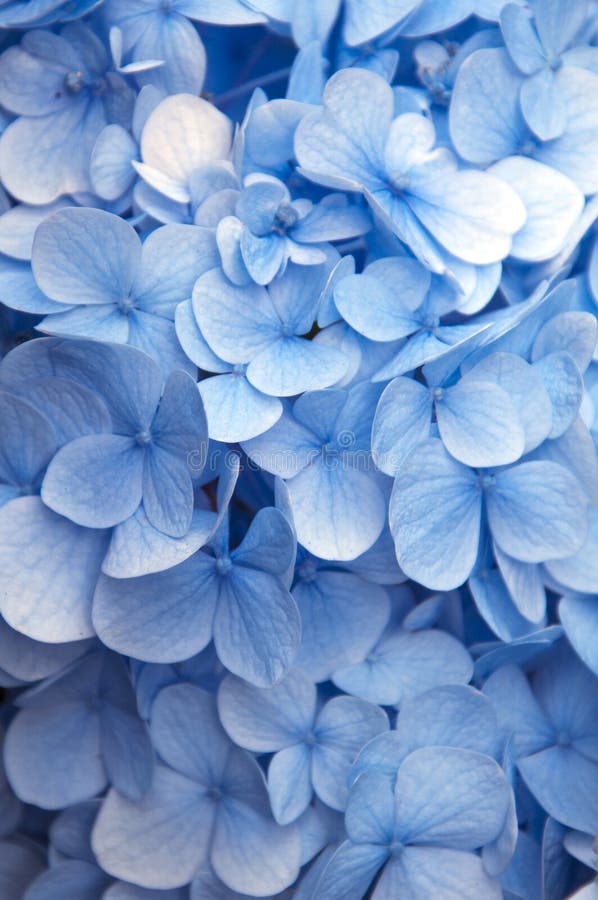 Flores azuis vibrantes fotografia de stock Flores azuis vibrantes fotografia de stock