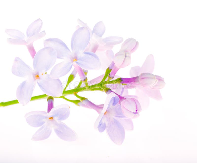 Flores Azules Claras De La Lila En Blanco Imagen de archivo - Imagen de  cierre, arbusto: 14977025