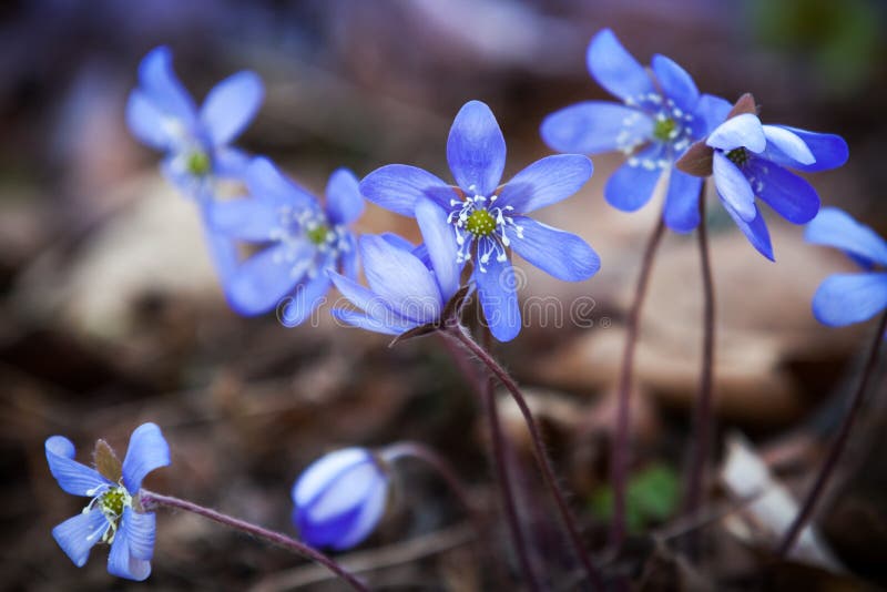 Flores de Hepatica azul en el bosque primaveral fotos de archivo