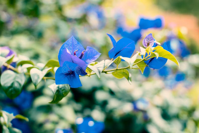 Flores azules de la buganvilla en una rama fotografía de archivo libre de regalías Flores azules de la buganvilla en una rama fotografía de archivo libre de regalías