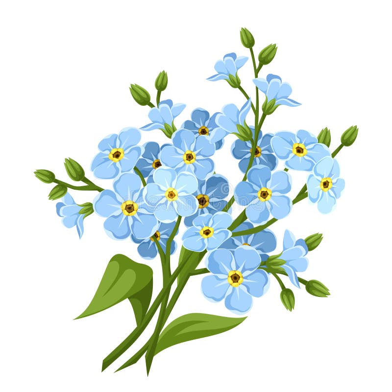 Ramificación De Las Flores Azules De La Nomeolvides Aisladas Ilustración  del Vector - Ilustración de blanco, verde: 8598902