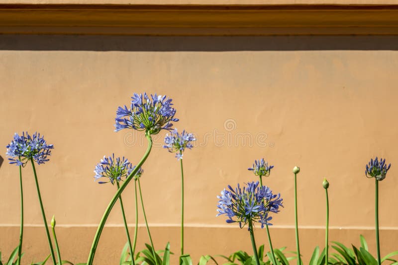 Flores azules del agapanto foto de archivo. Imagen de planta - 82598982