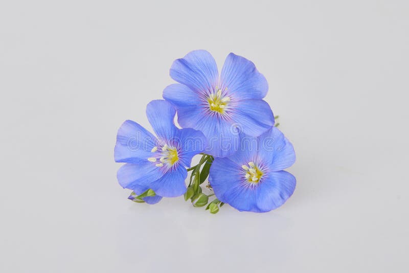 Flores Azules Del Lino Aisladas En Los Fondos Blancos Imagen de archivo -  Imagen de agricultura, fragilidad: 150425461