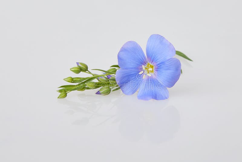 Flores Azules Del Lino Aisladas En Los Fondos Blancos Imagen de archivo -  Imagen de campo, objeto: 150428139
