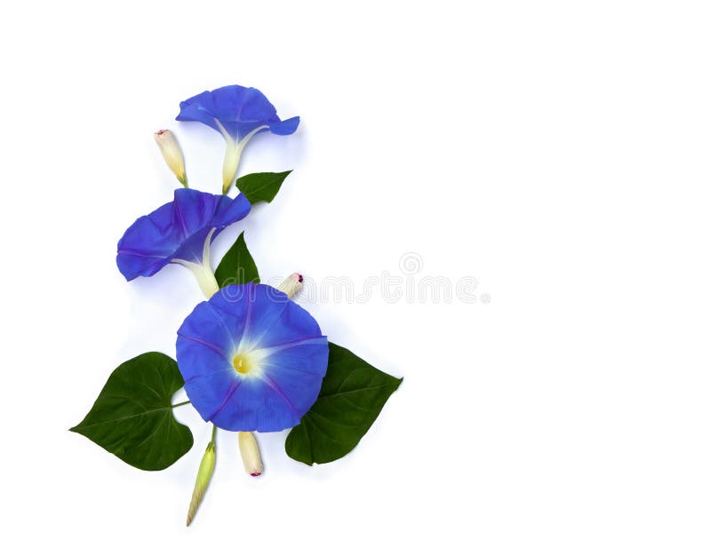 Flores Azules Ipomoea Nombres Comunes : Glorias Matutinas De Monflor  Encamado Sobre Un Fondo Blanco Con Espacio Para Texto. Foto de archivo -  Imagen de enredadera, enhorabuena: 194156434