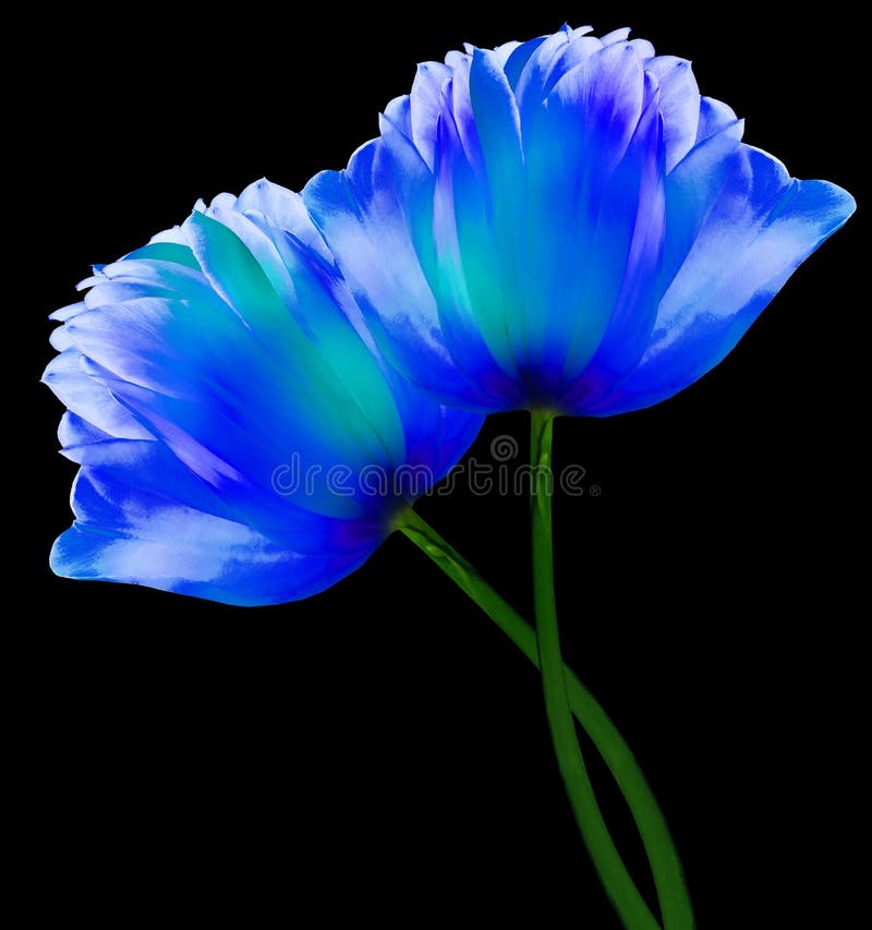 Flores Azules Tulipanes En El Fondo Aislado Negro Con Trazado De Recorte.  Primer Plano. Flores En El Tallo. Imagen de archivo - Imagen de  florecimiento, flores: 214794499