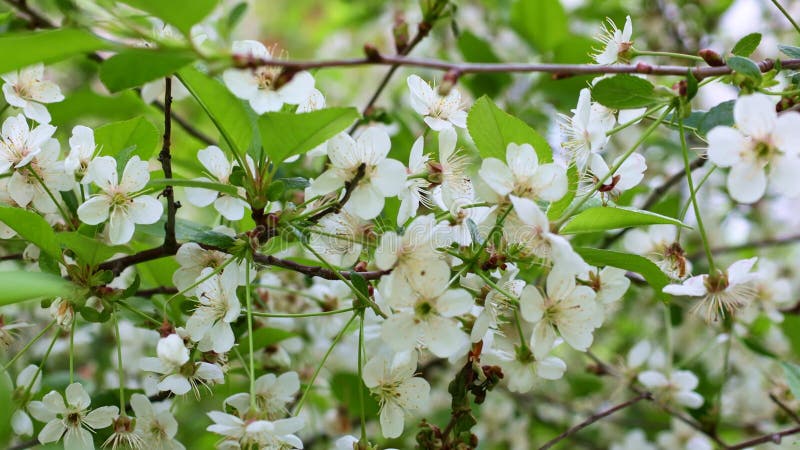 Flores blancas brillantes frescas de cerezo floreciente sobre fondo de hojas verdes almacen de video