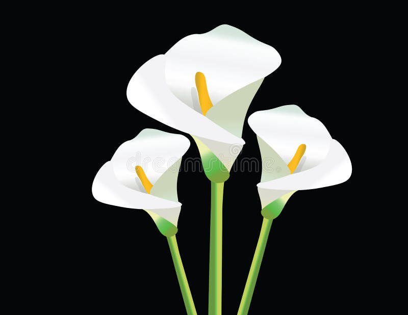 Flores Blancas De La Cala En Negro Ilustración del Vector - Ilustración de  corona, belleza: 74952291