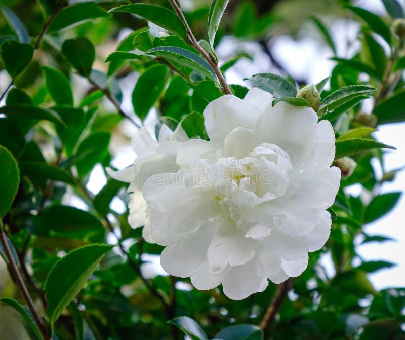 Flores blancas de la camelia que florecen en el jardín imagenes de archivo Flores blancas de la camelia que florecen en el jardín imagenes de archivo