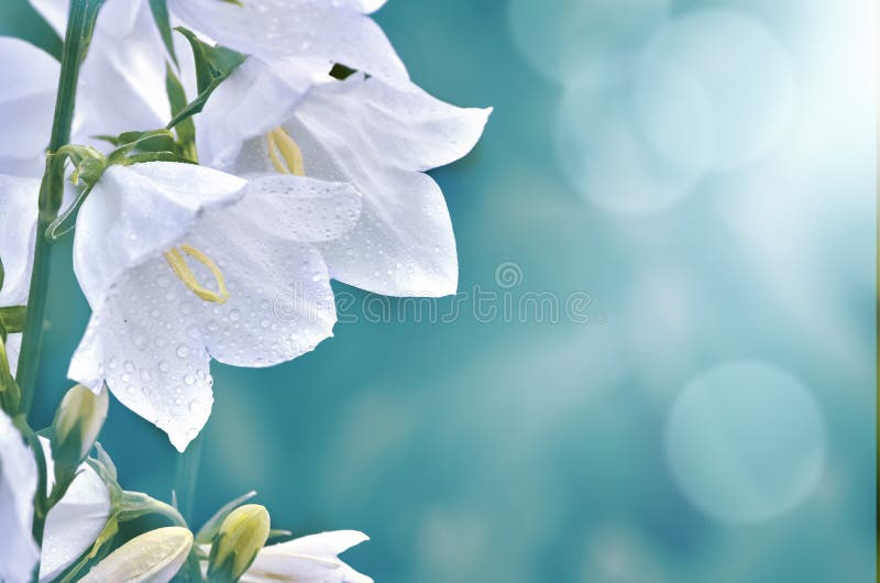 Flores blancas de la campánula con rocío de la mañana en fondo borroso azul foto de archivo Flores blancas de la campánula con rocío de la mañana en fondo borroso azul foto de archivo
