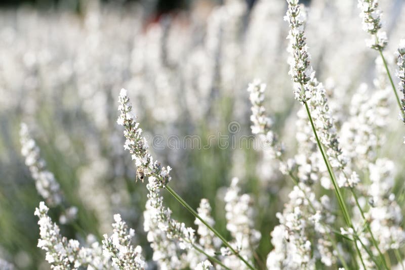 Flores Blancas De La Lavanda Imagen de archivo - Imagen de cosecha, flores:  53254291
