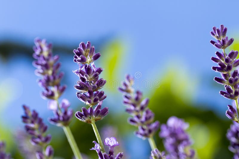 Flores blancas de la lavanda vistas cerca para arriba imagenes de archivo Flores blancas de la lavanda vistas cerca para arriba imagenes de archivo