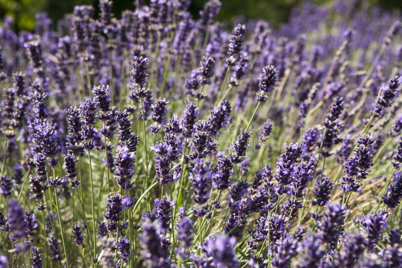 Flores blancas de la lavanda vistas cerca para arriba fotos de archivo Flores blancas de la lavanda vistas cerca para arriba fotos de archivo