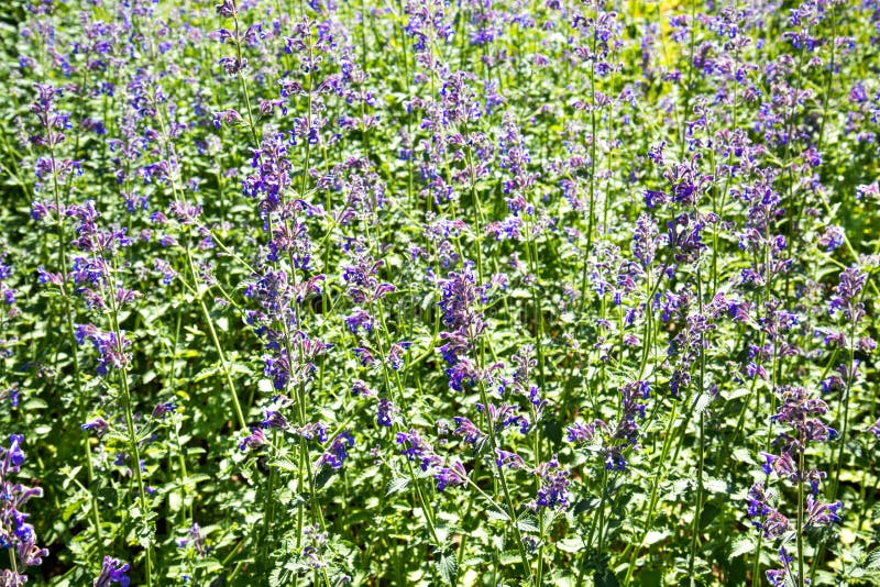 Flores blancas de la lila en un día soleado brillante contra un cielo de la turquesa Foco selectivo La naturaleza de la flora del fotografía de archivo libre de regalías Flores blancas de la lila en un día soleado brillante contra un cielo de la turquesa Foco selectivo La naturaleza de la flora del fotografía de archivo libre de regalías