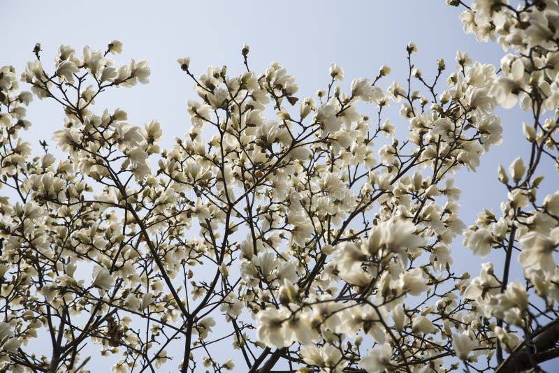 Flores blancas de la magnolia en árbol