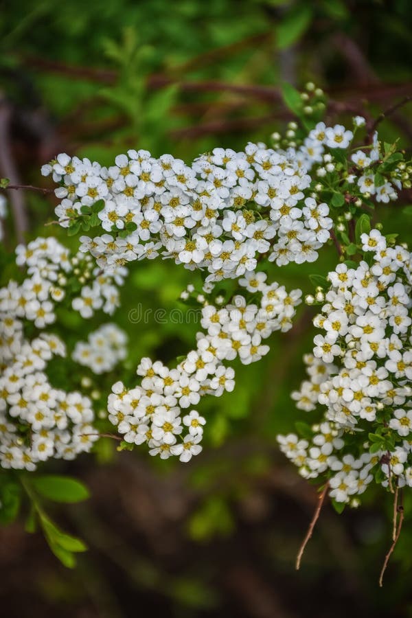 Flores blancas del cierre del spirea para arriba fotografía de archivo libre de regalías Flores blancas del cierre del spirea para arriba fotografía de archivo libre de regalías