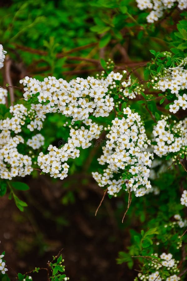 Flores blancas del cierre del spirea para arriba foto de archivo Flores blancas del cierre del spirea para arriba foto de archivo