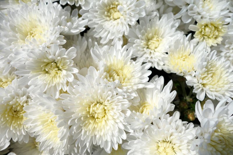 Flores blancas del crisantemo