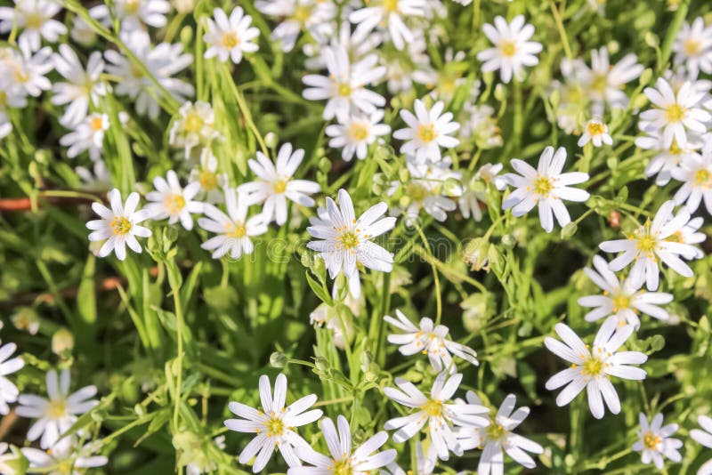 Flores blancas del holostea del Stellaria fotos de archivo libres de regalías Flores blancas del holostea del Stellaria fotos de archivo libres de regalías