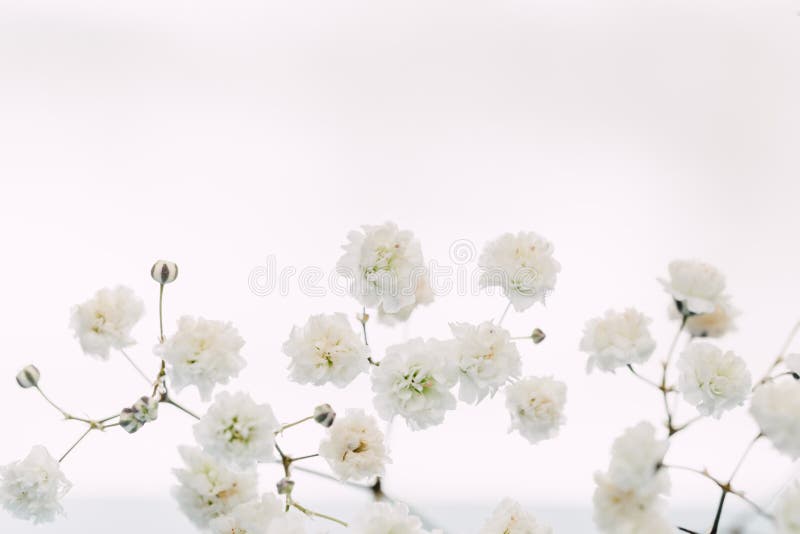 Flores Blancas En El Fondo Blanco Foto de archivo - Imagen de fondo, flor:  111319230