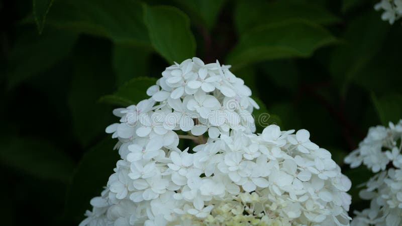 Flores blancas en un arbusto fotos de archivo Flores blancas en un arbusto fotos de archivo