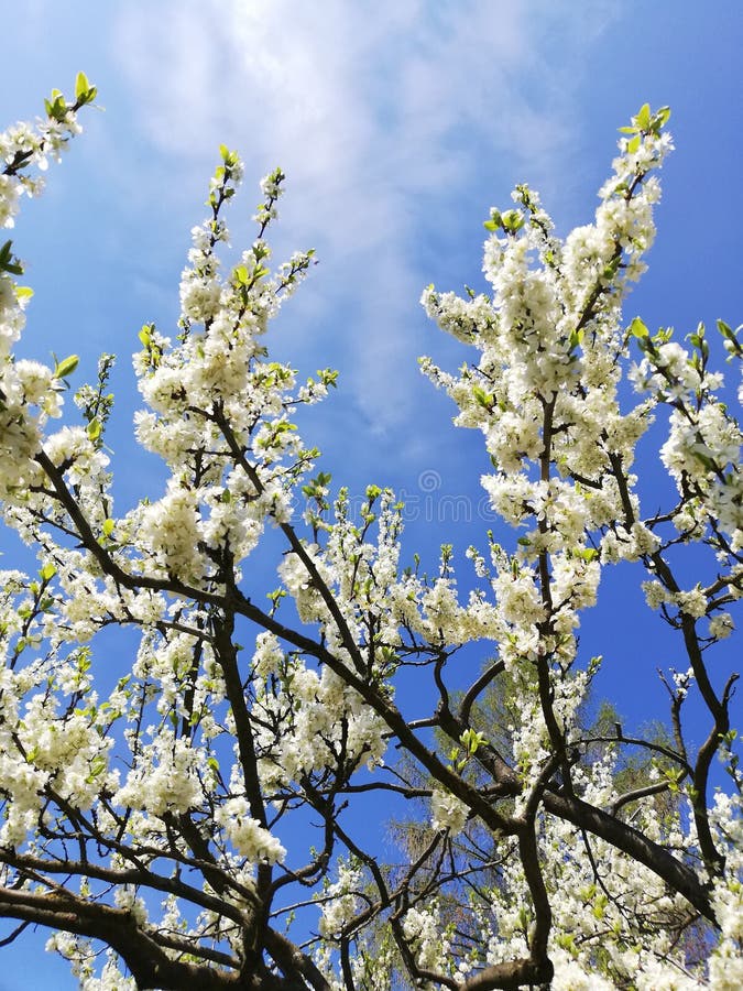 Flores blancas en un árbol de la primavera imagen de archivo libre de regalías Flores blancas en un árbol de la primavera imagen de archivo libre de regalías