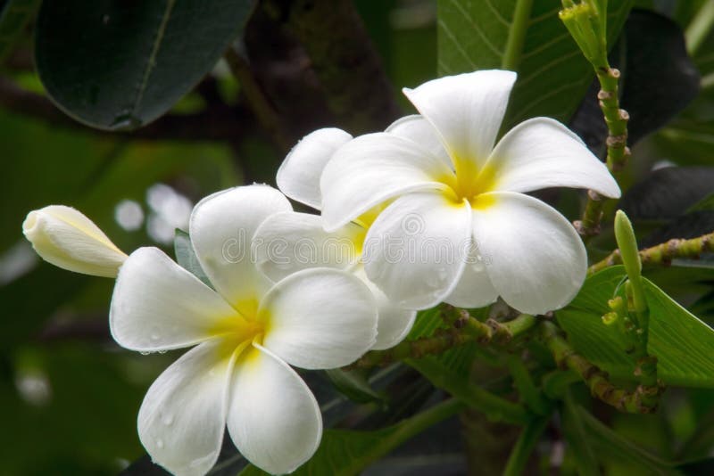 Flores Blancas Hermosas Del Plumeria Imagen De Archivo Imagen De