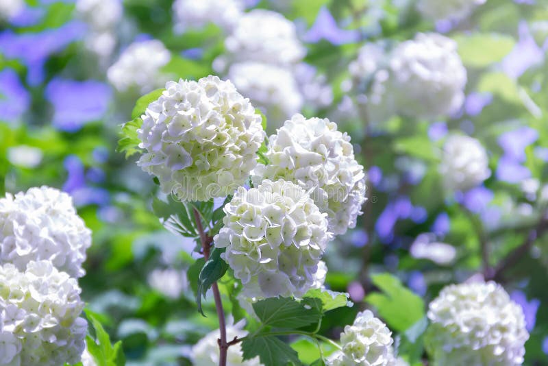 Flores blancas hermosas florecientes en el jardín del verano Arbusto de florecimiento del Viburnum en un día soleado brillante fotos de archivo libres de regalías Flores blancas hermosas florecientes en el jardín del verano Arbusto de florecimiento del Viburnum en un día soleado brillante fotos de archivo libres de regalías