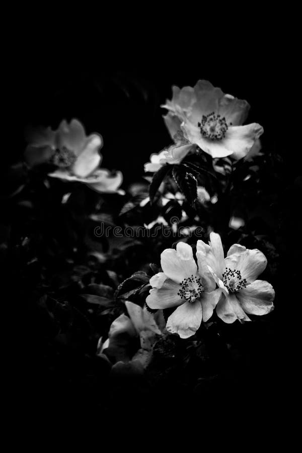 Flores Blancas Monocromáticas Sobre Fondo Negro Imagen de archivo - Imagen  de foto, hermoso: 198219915