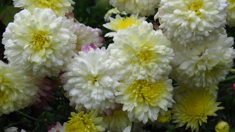 Flores blancas que florecen los crisantemos en agosto blancos y amarillos bicolores fotografía de archivo Flores blancas que florecen los crisantemos en agosto blancos y amarillos bicolores fotografía de archivo