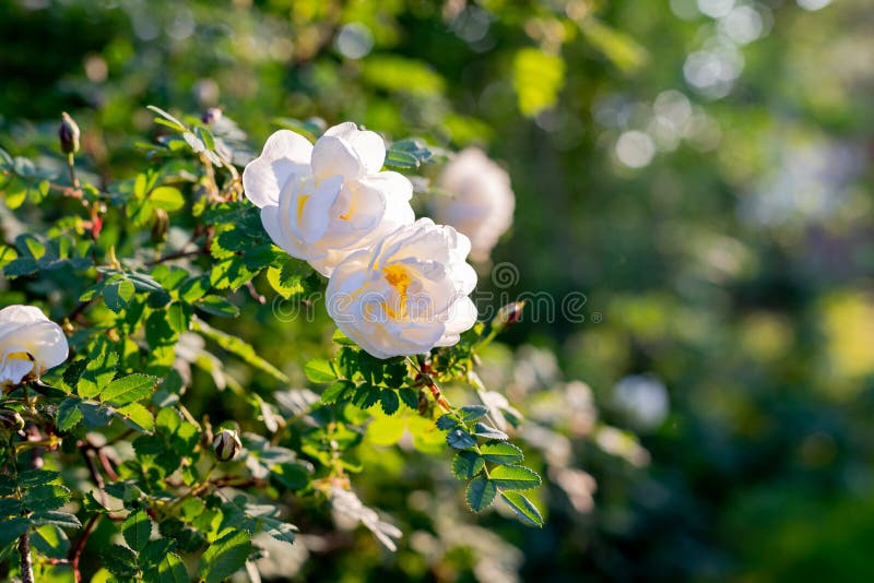 Flores Blancas Sobre El Aroma Verde Bushrosa Pimpinellifolia La Rosa De La  Maleta, Que Está Particularmente Asociada Con La Escoci Foto de archivo -  Imagen de brote, belleza: 247071288