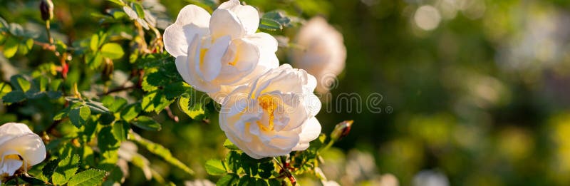 Flores Blancas Sobre El Aroma Verde Bushrosa Pimpinellifolia La Rosa De La  Maleta, Que Está Particularmente Asociada Con La Escoci Foto de archivo -  Imagen de crecimiento, fresco: 247305542