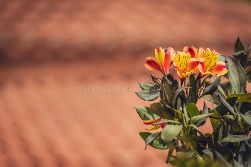 Flores blancas y brotes del umbellatum del Ornithogalum fotografía de archivo libre de regalías Flores blancas y brotes del umbellatum del Ornithogalum fotografía de archivo libre de regalías