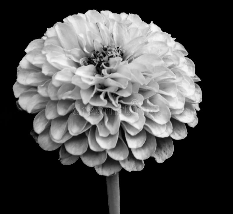 1,599 Flores Negras Y Blancas Fotos de stock - Fotos libres de regalías de  Dreamstime