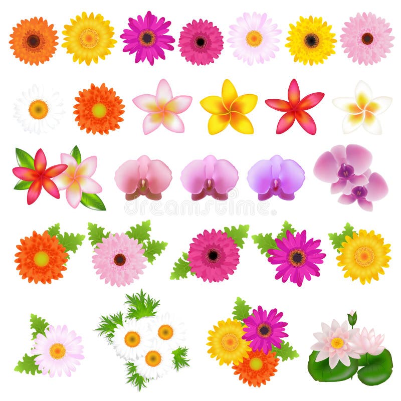 Flores bonitas ilustração royalty free Flores bonitas ilustração royalty free