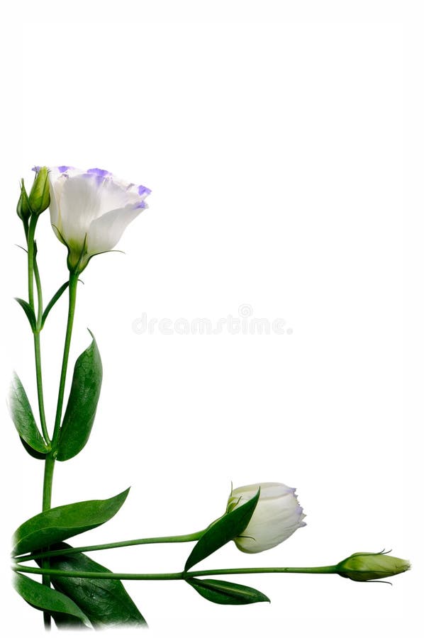 Two flowers are arranged on a white background, with white borders. Two flowers are arranged on a white background, with white borders