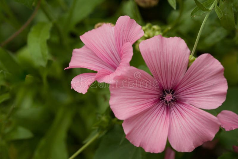 Flores bonitas do lavatera O lavatera cor-de-rosa floresce no fundo verde obscuro imagens de stock Flores bonitas do lavatera O lavatera cor-de-rosa floresce no fundo verde obscuro imagens de stock