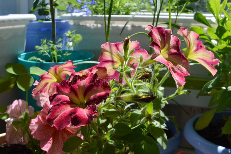 Flores bonitas do petúnia no dia de verão ensolarado Jardinagem do balcão fotografia de stock Flores bonitas do petúnia no dia de verão ensolarado Jardinagem do balcão fotografia de stock