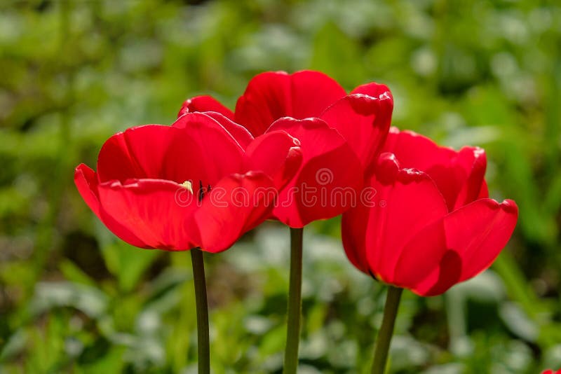 Flores bonitas na luz solar, o fundo fotos de stock Flores bonitas na luz solar, o fundo fotos de stock