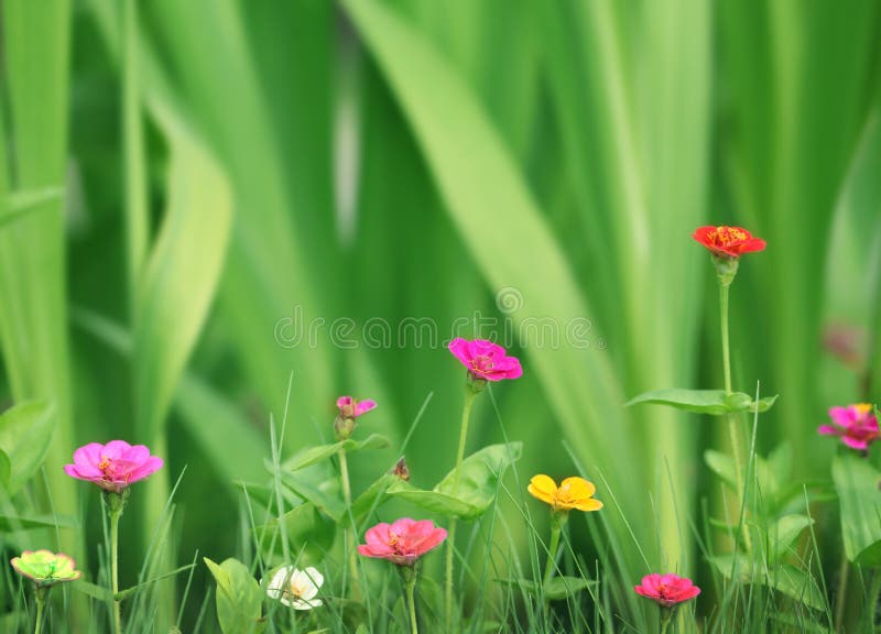 Flores bonitas pequenas no jardim fotografia de stock Flores bonitas pequenas no jardim fotografia de stock