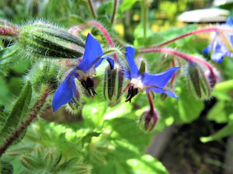 Flores Bordadas Azules Vibrantes Y Flores Peludas Sobre Un Fondo Verde En El Jardín Imagen de archivo - Imagen de brotes, azul: 170466251 Flores Bordadas Azules Vibrantes Y Flores Peludas Sobre Un Fondo Verde En El Jardín Imagen de archivo - Imagen de brotes, azul: 170466251
