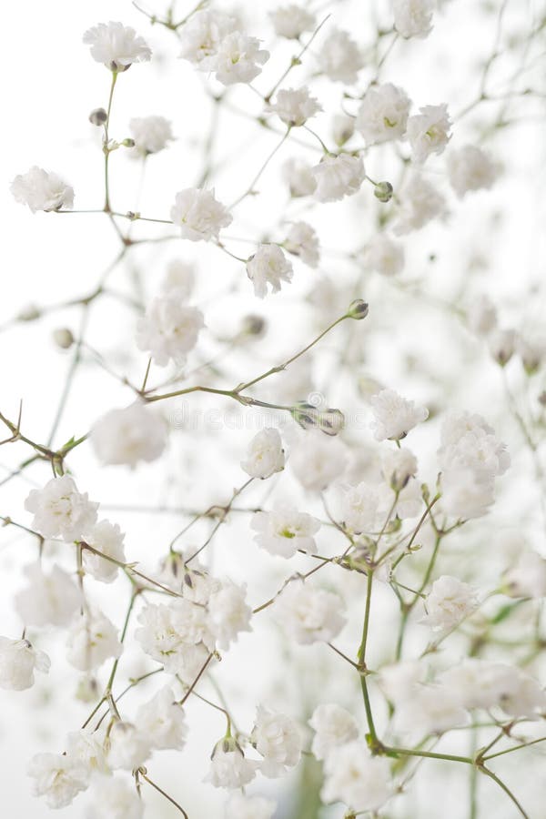 Flores brancas imagem de stock Flores brancas imagem de stock