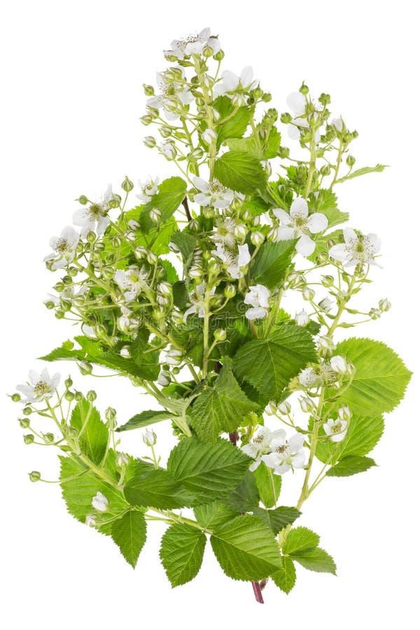 Flores brancas backberry da mola imagem de stock royalty free Flores brancas backberry da mola imagem de stock royalty free