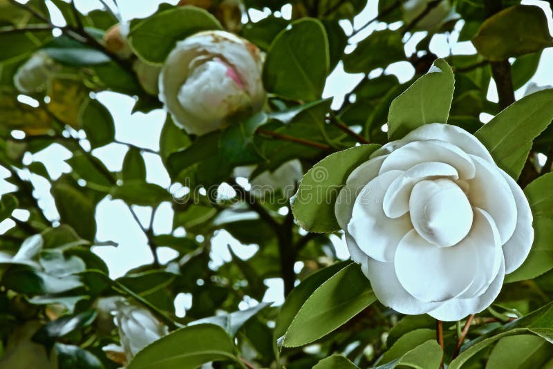 Flores Brancas Da Camélia Em Ramos De árvores Imagem de Stock - Imagem de  produzir, ecologia: 182886057