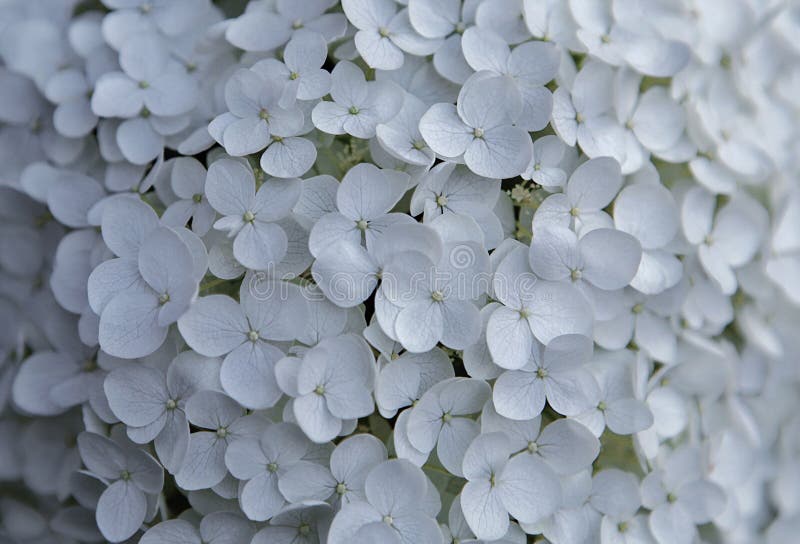 Flores Brancas Da Hortênsia Em Um Dia De Verão Foto de Stock - Imagem de  hidrangea, setembro: 134761348