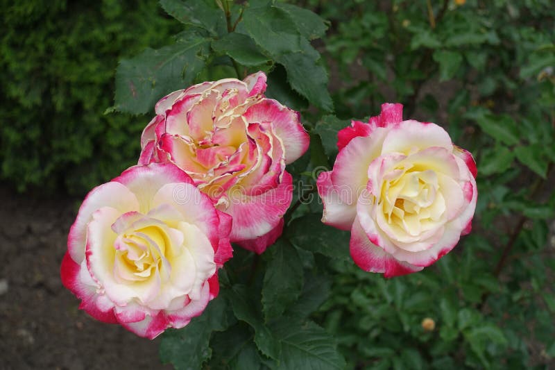 3 pink and white flowers of roses in mid June. 3 pink and white flowers of roses in mid June