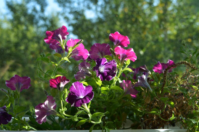 Flores brilhantes do petúnia no fundo natural borrado Balcão que esverdeia com as plantas de florescência em uns potenciômetros d fotografia de stock Flores brilhantes do petúnia no fundo natural borrado Balcão que esverdeia com as plantas de florescência em uns potenciômetros d fotografia de stock
