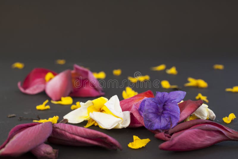 Flores caidas foto de archivo. Imagen de espacio, muerto - 90189642