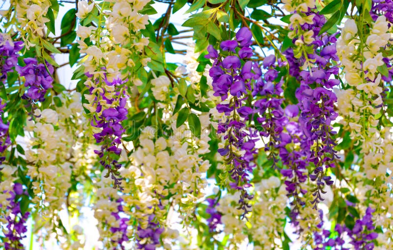 Flores Colgantes Blancas Y Púrpuras Para Casarse Foto de archivo - Imagen de  abajo, florista: 147363332