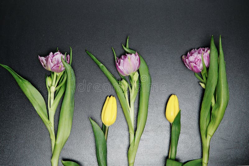 Flores coloreadas en un fondo negro Marzo, 8vo. Fije el tulipán púrpura rosado rojo Flores en un fondo negro con la trayectoria de recortes Primer de las sombras El brote de un tulipán es un tallo verde Naturaleza